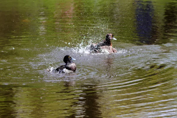 2 羽のカモ — ストック写真