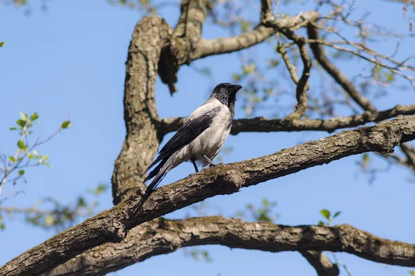 Cuervo sentado en el árbol de primavera —  Fotos de Stock