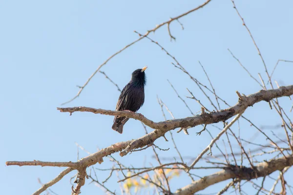 Spring song of starling — Stock Photo, Image