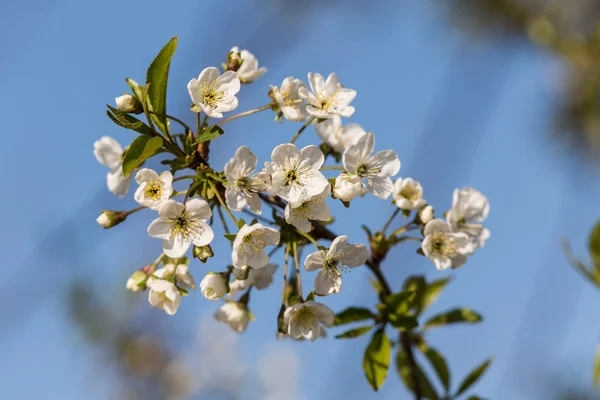 Pobočka Třešňové květy — Stock fotografie