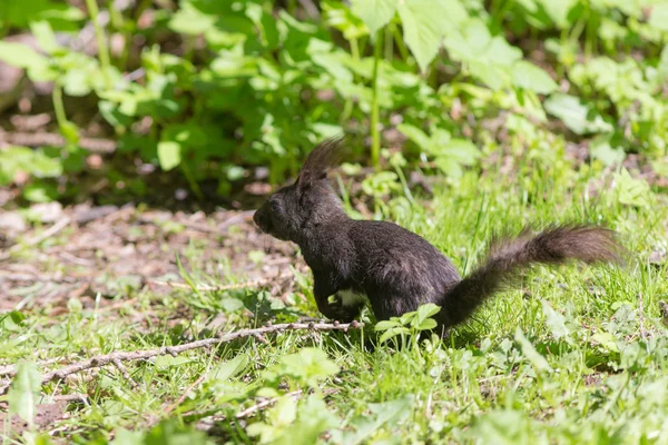 Squirrel on the spring grass — Stok fotoğraf