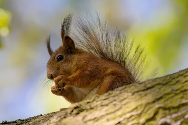 Eekhoorn op een boom — Stockfoto