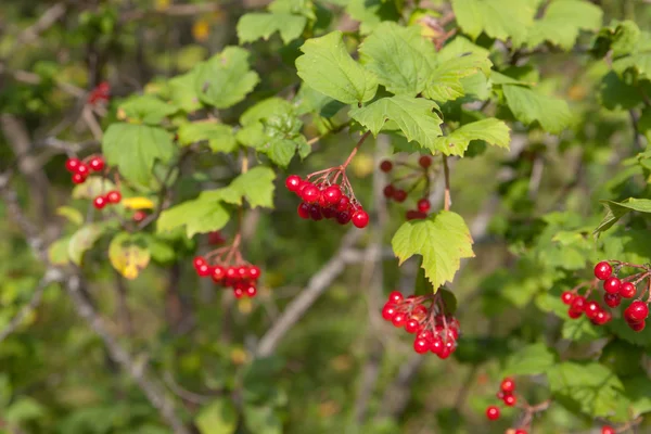 Takken van een rijpe viburnum — Stockfoto