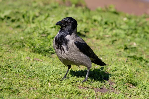 Porträtt av en kråka — Stockfoto