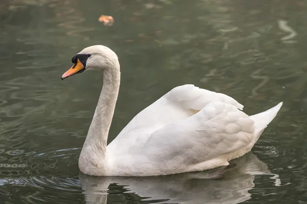 Ritratto di un cigno bianco — Foto Stock