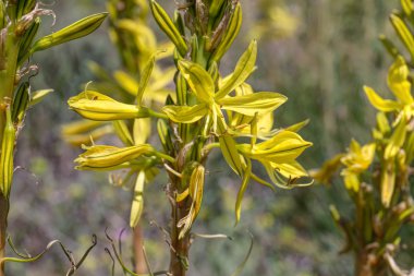 bahar portre sarı çiçek