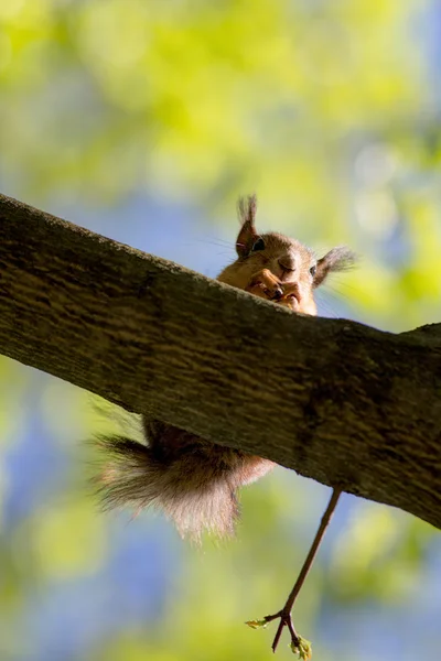 Σκίουρος κάθεται σε ένα κλαδί δέντρου — Φωτογραφία Αρχείου