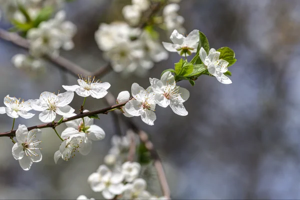 Branche des fleurs de cerisier — Photo