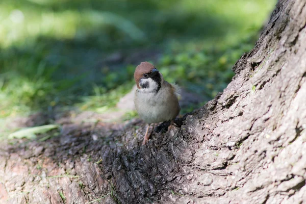 Portrait of a curious sparrow — Stock Photo, Image