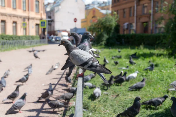 Güvercinler büyük sürüsü — Stok fotoğraf