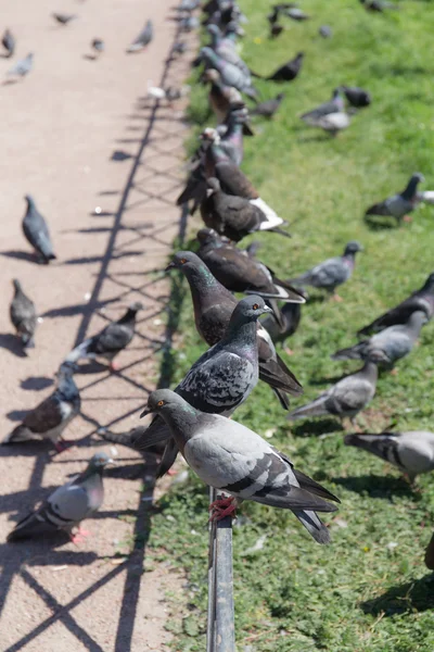 Flock of pigeons — Stock Photo, Image