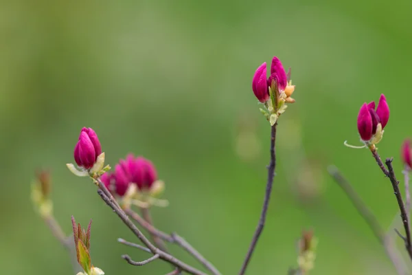 Tavaszi rhododendron közelről — Stock Fotó