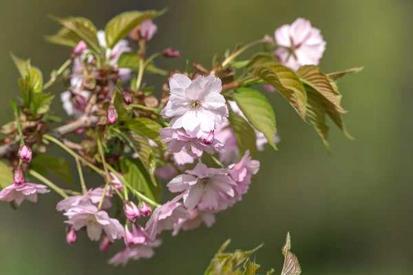 Japanese cherry — Stock Photo, Image