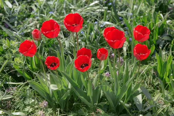 Túlipas primavera vermelha — Fotografia de Stock