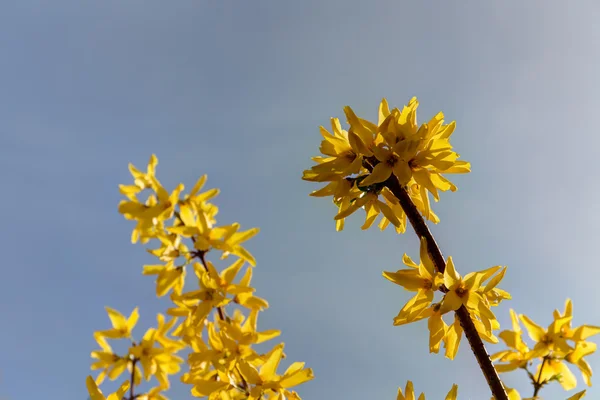 Forsythia de cerca — Foto de Stock