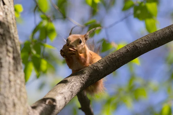 Écureuil sur un arbre — Photo