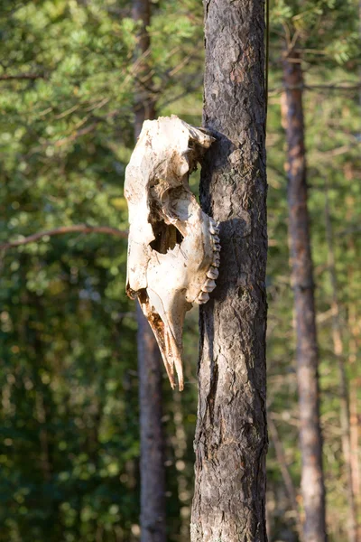 Crânio de um alce — Fotografia de Stock