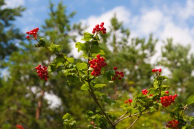 Olgun bir kartopu dallarında