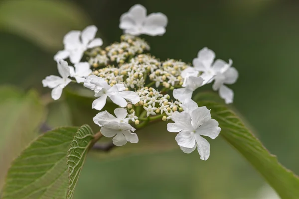 Blomstrende viburnum nærbillede - Stock-foto