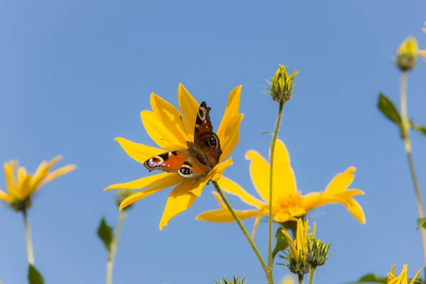 Red butterfly on yellow flowers — Stock Photo, Image