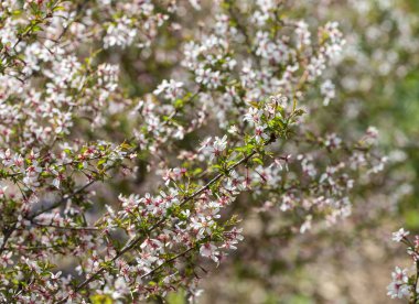 Doğu kiraz çiçekleri