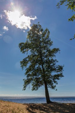 Kumsaldaki ağaç