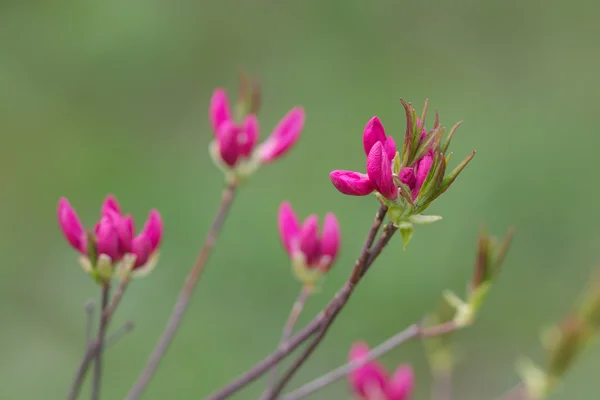 Rhododendron κοντινό πλάνο — Φωτογραφία Αρχείου
