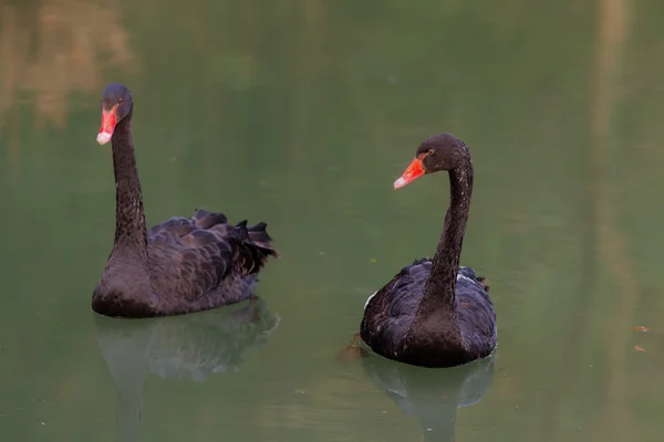 Deux cygnes noirs — Photo