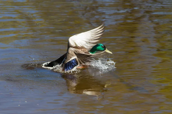 Pato senta-se na água — Fotografia de Stock