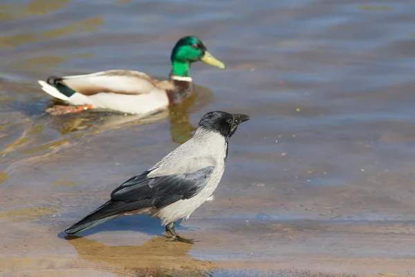 Karga ve ördek — Stok fotoğraf