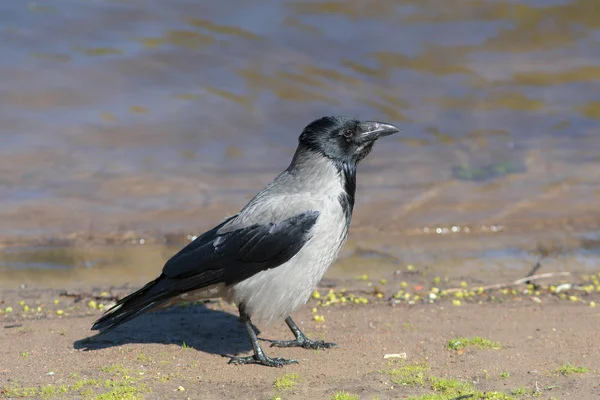 Crow near the water — Stock Photo, Image