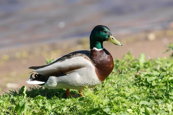 Pato en la hierba verde — Foto de Stock
