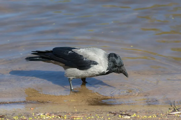 Ворон пьет воду — стоковое фото