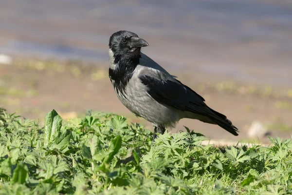 Neugierige Krähe — Stockfoto