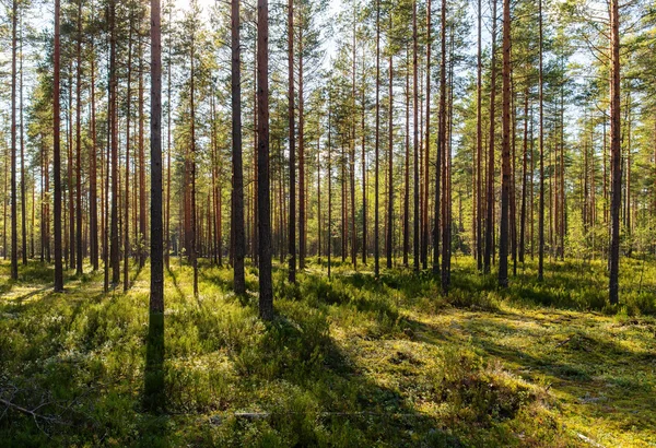 Landskap i tallskogen — Stockfoto