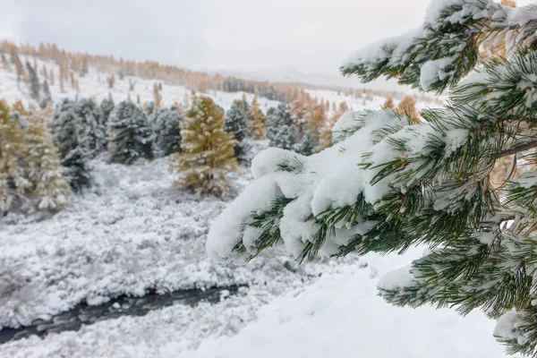 Sosnowych gałęzi po śniegu — Zdjęcie stockowe