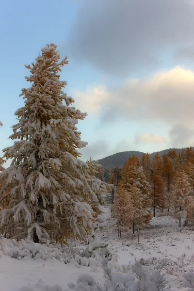 Larch in mountains — Stock Photo, Image