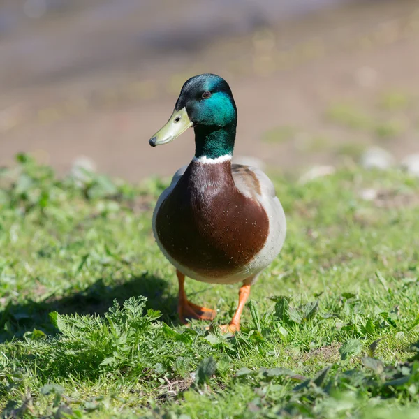 Ördek portresi — Stok fotoğraf