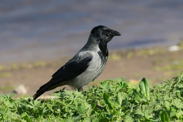 Portrait of a crow — Stock Photo, Image