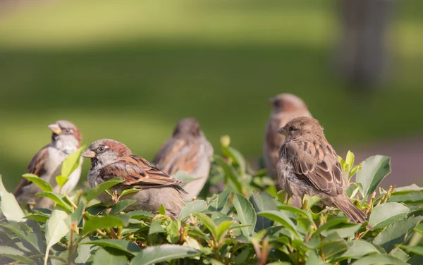 Flock sparvar — Stockfoto