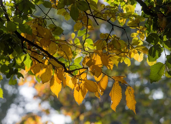 Inizio autunno — Foto Stock