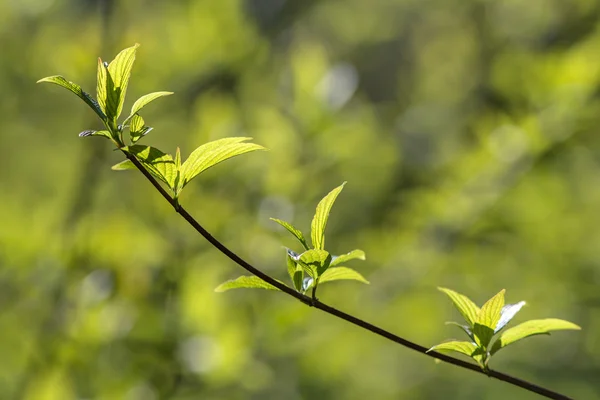 Våren gren — Stockfoto