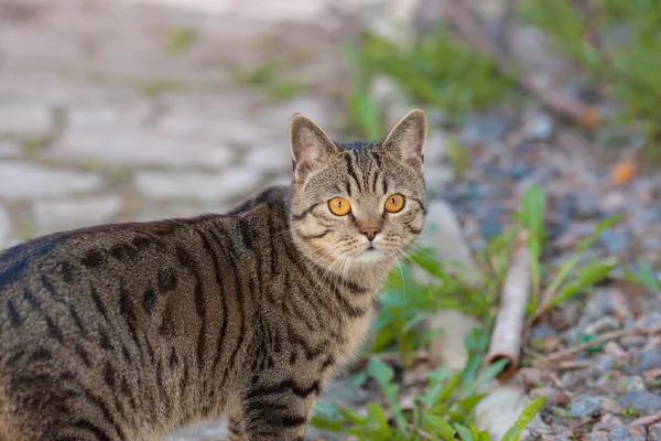 Cat with orange eyes — Stock Photo, Image