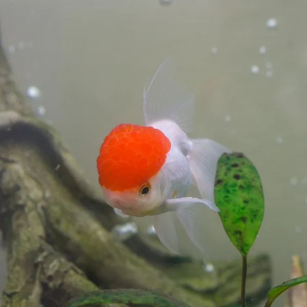 Guldfisk med en röd mössa — Stockfoto