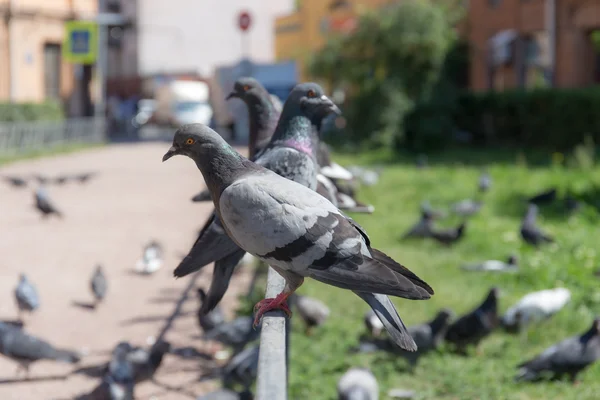Sokaktaki güvercin sürüsü — Stok fotoğraf