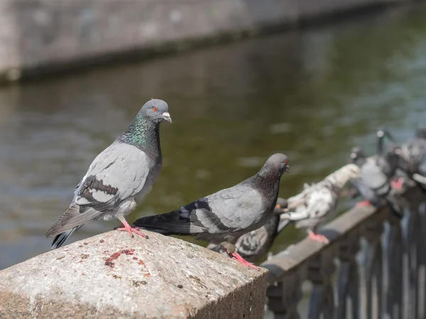 Flock of pigeons — Stock Photo, Image