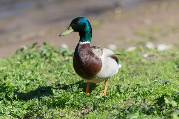 Eend close-up — Stockfoto