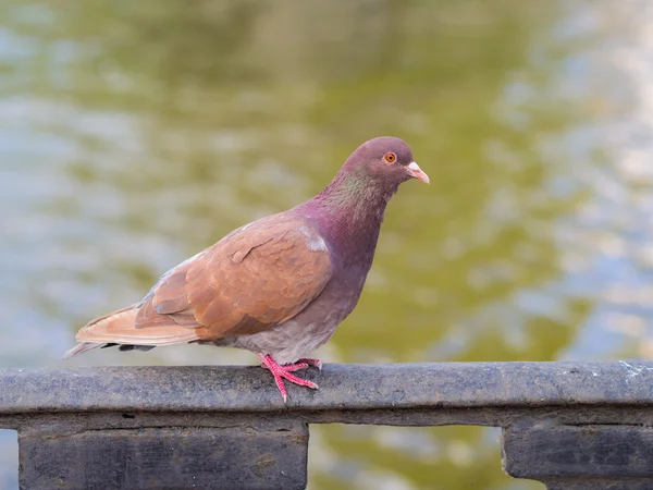 Colombe brune gros plan — Photo