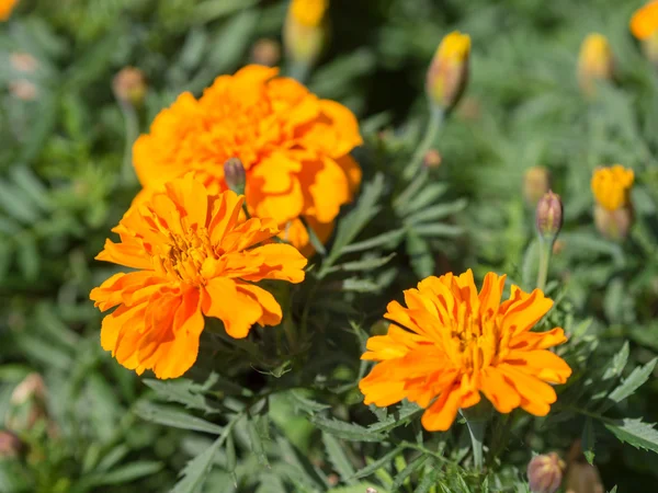 Marigolds close up — Stock Photo, Image