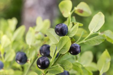 Çalının üzerinde olgun yaban mersini